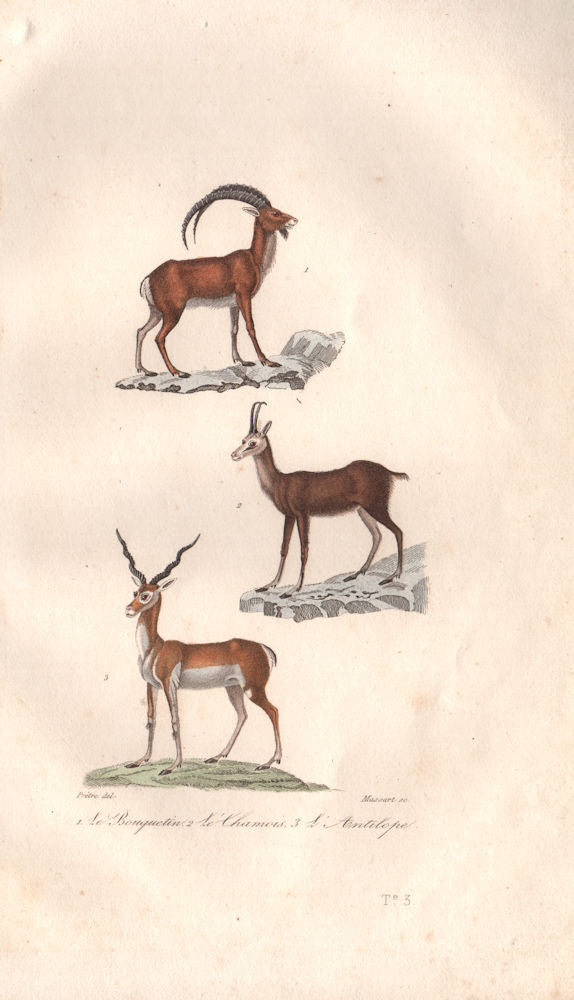 UNGULATES. Bouquetin (Ibex); Chamois; Antilope (Antelope). BUFFON 1837 print
